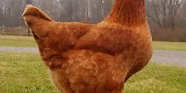 Jadwal Pemberian Suplemen yang Tepat untuk Ayam Broiler Jadwal Pemberian Suplemen yang Tepat untuk Ayam Broiler