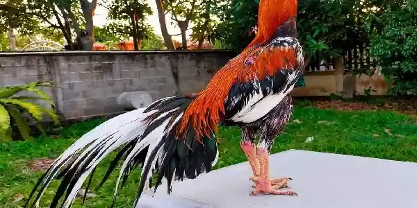 ara Menjaga Stamina Ayam Aduan